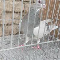 ماده خرقه نقره ای|پرنده|خمینی‌شهر, |دیوار