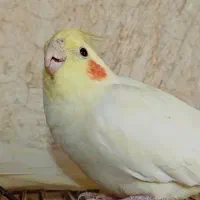 عروس هلندی لوتینو|پرنده|صدرا-فارس, باغشهر گلبهار صدرا|دیوار