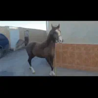 مادیون عرب