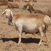 میش جوان