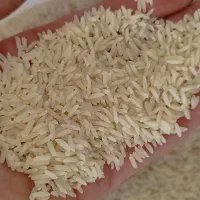 برنج طارم هاشمی درجه یک