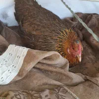 مرغ کرک با ۱۷ تخم