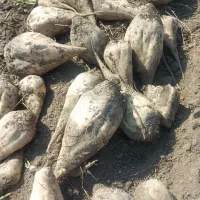 تحویل چغندر