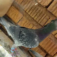 کبوتر کوهی سیاه