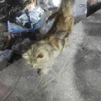 گربه گمشده|حیوانات|یزد, |دیوار