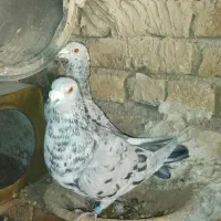 کبوترسروررودبر