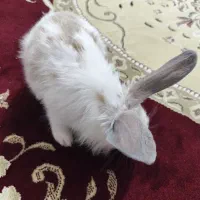 خرگوش|موش و خرگوش|سنندج, |دیوار