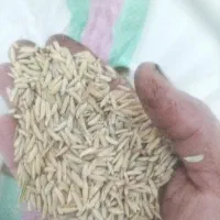 شالی‌دمسیاه‌35کیسه|خوردنی و آشامیدنی|آزادشهر, |دیوار