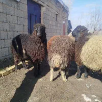 فروش ۵راس بره ماده معاوضه با بره نر هم دارم