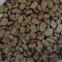 گندم باقلا کشت امسال|گل و گیاه طبیعی|کوار, |دیوار