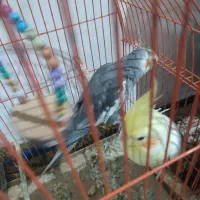 فروش عروس هلندی|پرنده|علی‌آباد کتول, |دیوار