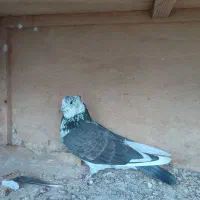 فروش کبوتر پرشی|پرنده|قائم‌شهر, |دیوار