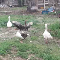 خونه باغ خانوادگی شیراز