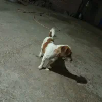 پاکوتاه ماده