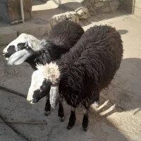 بره نر سبز افشاری|حیوانات مزرعه|نجفآباد, حومه نجف آباد|دیوار