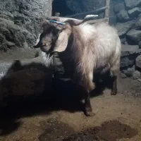 بز نر پاکستانی دقلو زا