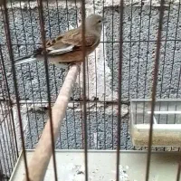 قناری سینه سرخ نر «ایسین»