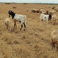 بز(نربز) کاموری پتیری اصل گوش دراز|حیوانات مزرعه|پارس‌آباد, |دیوار