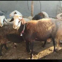 میش.  گوسفند