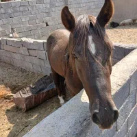 اسب نژاد کرد عرب|اسب و تجهیزات اسبسواری|بم, |دیوار