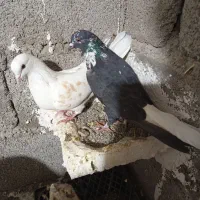 کبوتر سینه باز دمسفید با دوکت کم خال جفت