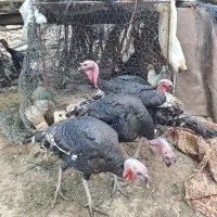 بوقلمو|حیوانات مزرعه|فسا, |دیوار