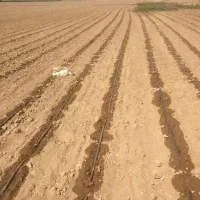 نوارتیپ سبزآب|خدمات باغبانی و درختکاری|اصفهان, بهارستان|دیوار