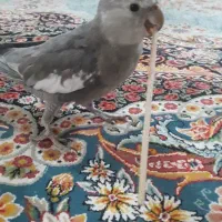 عروس هلندی وایت فیس