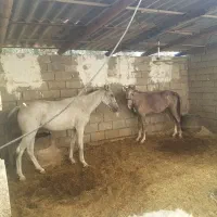 اسب مادیون خالص عربی|اسب و تجهیزات اسبسواری|اهواز, غیزانیه|دیوار