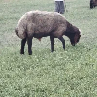 قوچ هیکل درشت|حیوانات مزرعه|سیجوال, |دیوار