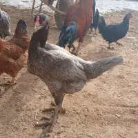 مرغ|حیوانات مزرعه|تهران, شهرک آزمایش|دیوار