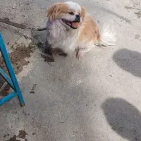 واگذاری سگ اهلی