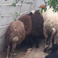 بره نر ماده چاق