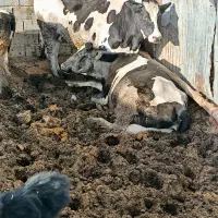 ماده گاو|حیوانات مزرعه|امامزاده عبدالله, |دیوار