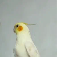 عروس هلندی گمشده