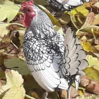 خروس سیبرایت سیلور