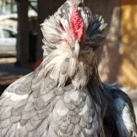 گلین|حیوانات مزرعه|شیراز, جرسقان|دیوار