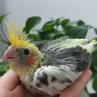 جوجه عروس ابلغ سرلاکی