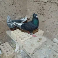کفتربه شرط تخم وجوجه
