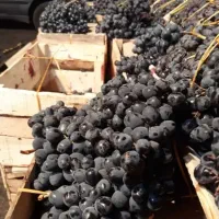 انگور شانی درجه یک کردستان