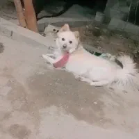 سگ پامر روباهی|سگ|جیرفت, |دیوار