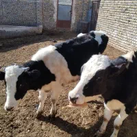 دو راس گوساله ماده نژاد هولیشتاین اصل