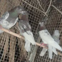 4تا کله ای نر رو میخ 4تاشون 3تومن