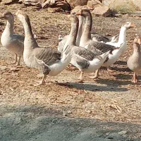 ۵ عدد غاز فروشی