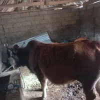 گاو۷ماه شکم|حیوانات مزرعه|صومعه‌سرا, |دیوار