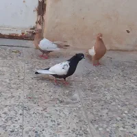 فروش کفتر سینه ای ماده|پرنده|اهواز, بهارستان|دیوار