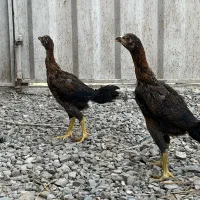 جوجه لاری ۳ ماهه|حیوانات مزرعه|ساری, |دیوار