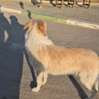 واگذاری سگ اشپیتز|سگ|یزد, |دیوار