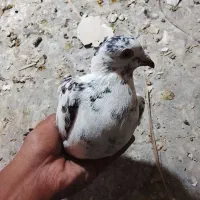 کفتر پلاکی|پرنده|بم, |دیوار