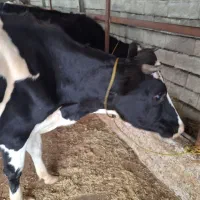 گاو هولشتاین 3ماه حامله|حیوانات مزرعه|چوبر, |دیوار